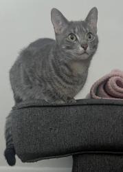 Lost Female Cat last seen Madison and 31st, Brookfield, IL 60513