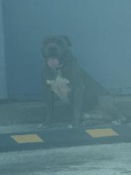 Found/Stray Male Dog last seen Overton and Lancaster, Dallas, TX 75216