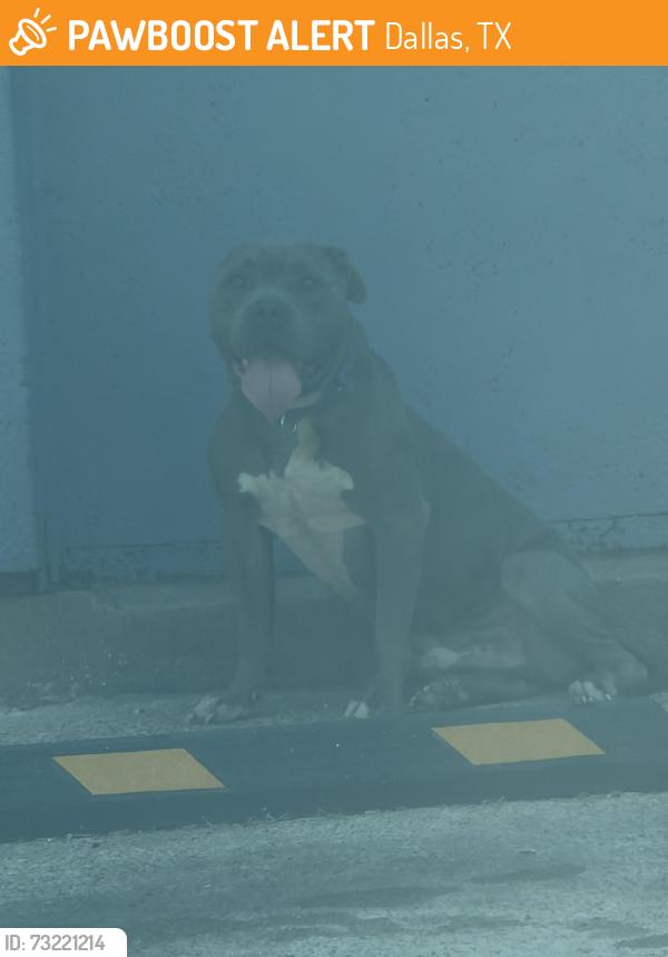 Found/Stray Male Dog last seen Overton and Lancaster, Dallas, TX 75216
