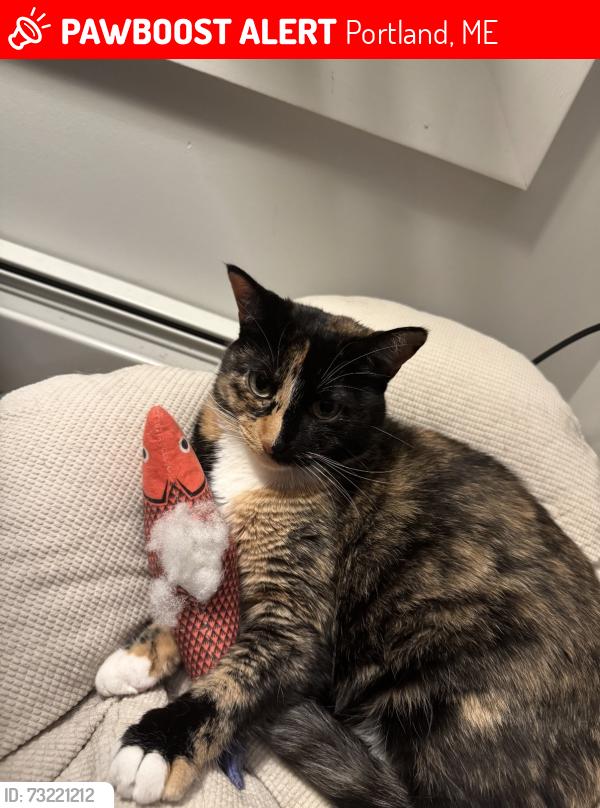 Lost Female Cat last seen York and High Street, Portland, ME 04101