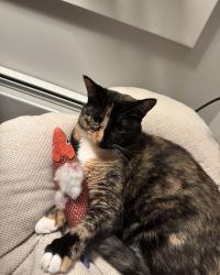 Lost Female Cat last seen York and High Street, Portland, ME 04101