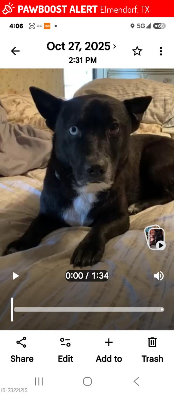 Lost Male Dog last seen Priest rd, Elmendorf, TX 78112