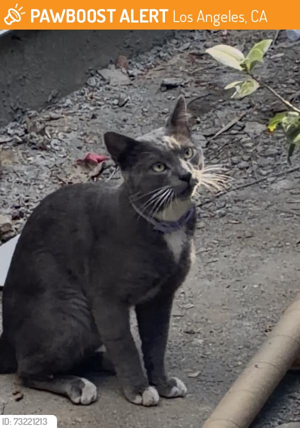 Found/Stray Male Cat last seen NAPA Street and Owensmouth Avenue, Los Angeles, CA 91304