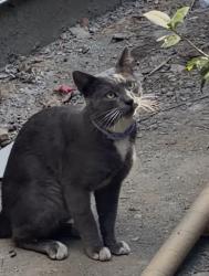 Found/Stray Male Cat last seen NAPA Street and Owensmouth Avenue, Los Angeles, CA 91304