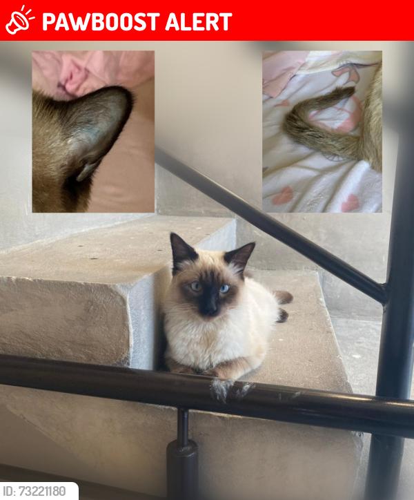 Lost Male Cat last seen Calle Benito Juárez, Local de Hamburguesas Mirador Friends, Pueblo Santiago Acahualtepec, Ciudad de México, CDMX 09600