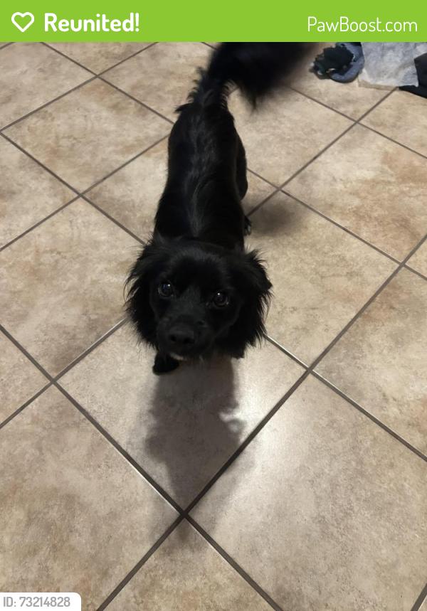 Reunited Male Dog last seen Adam's hill drive, San Antonio, TX 78245