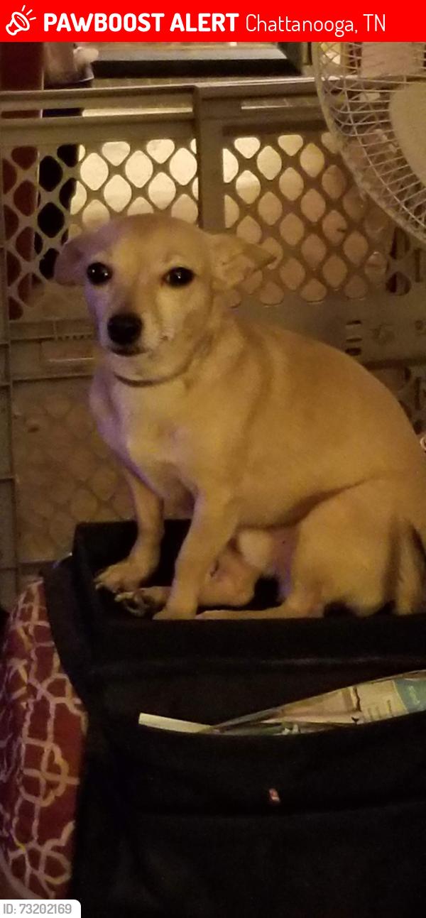 Lost Male Dog last seen Redding Rd. Across Dayton Blvd from R.B Police Dept., Chattanooga, TN 37415
