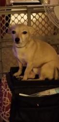Lost Male Dog last seen Redding Rd. Across Dayton Blvd from R.B Police Dept., Chattanooga, TN 37415
