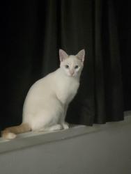 Reunited Male Cat last seen Houghton, Bahrs Scrub, QLD 4207