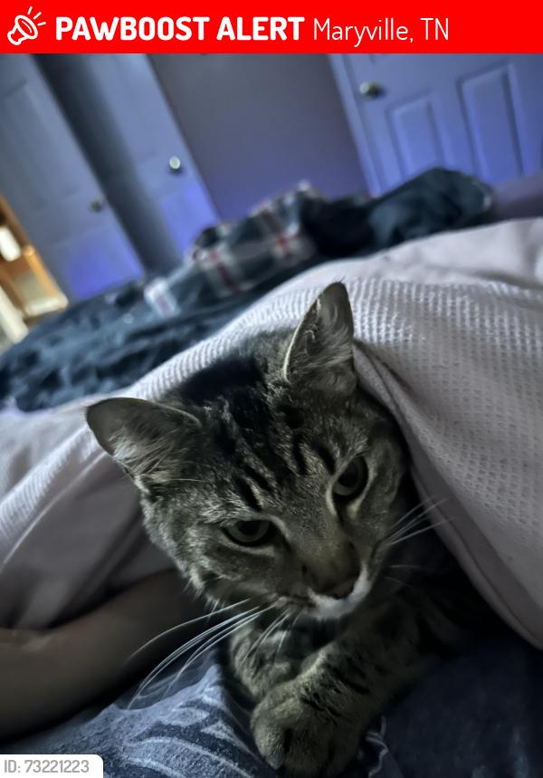 Lost Female Cat last seen Cinema dr and Druid hill, Maryville, TN 37804