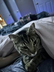 Lost Female Cat last seen Cinema dr and Druid hill, Maryville, TN 37804