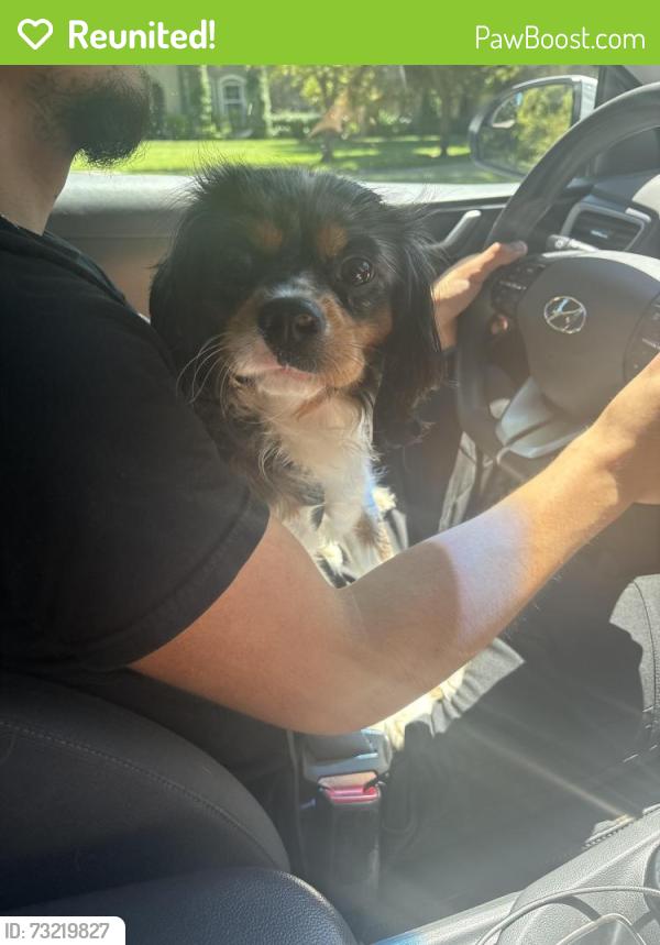 Reunited Male Dog last seen Pocket Rush River, Sacramento, CA 95831