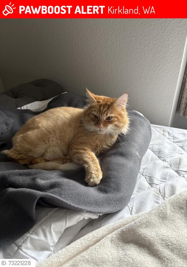 Lost Male Cat last seen Near Slater Ave NE Kirkland, WA 98034 United States, Kirkland, WA 98034