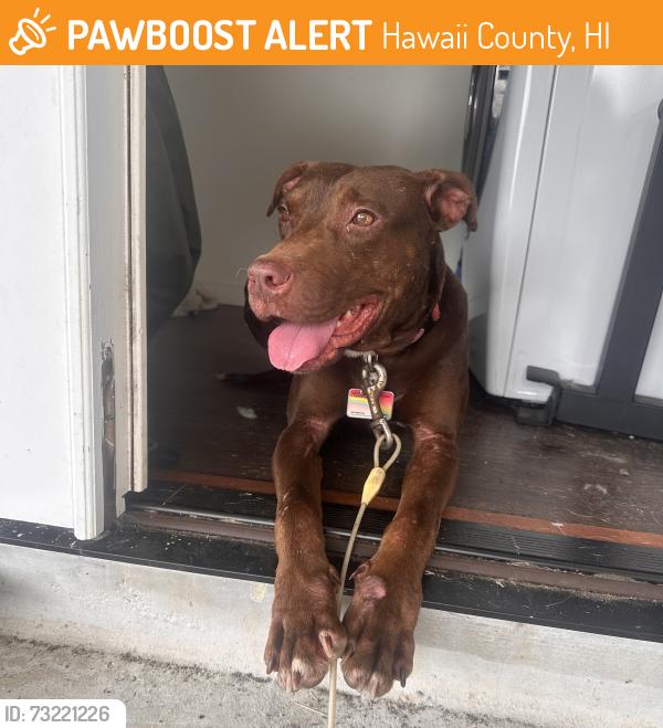 Found/Stray Male Dog last seen Kilauea st., Hawaii County, HI 96778