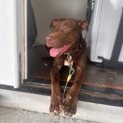 Found/Stray Male Dog last seen Kilauea st., Hawaii County, HI 96778