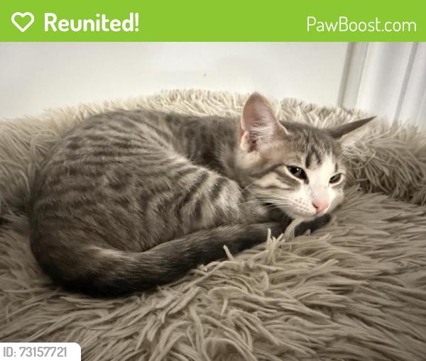 Reunited Female Cat last seen Simos Lane West Haven, West Haven, CT 06516