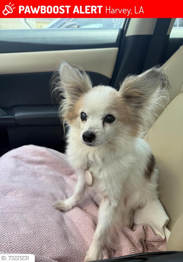 Lost Male Dog last seen Orchid Drive and Patriot St. Harvey, LA, Harvey, LA 70058