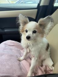 Lost Male Dog last seen Orchid Drive and Patriot St. Harvey, LA, Harvey, LA 70058