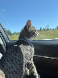 Reunited Female Cat last seen Bradford West Gwillimbury, Bradford West Gwillimbury, ON L3Z 0C1