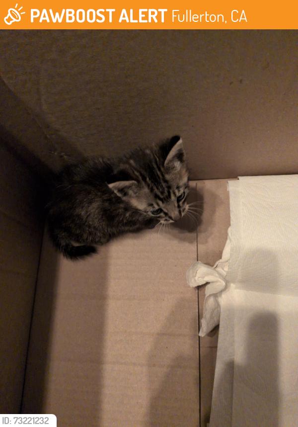 Found/Stray Unknown Cat last seen Chevron next to a Taco bell, Fullerton, CA 92831