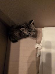 Found/Stray Unknown Cat last seen Chevron next to a Taco bell, Fullerton, CA 92831