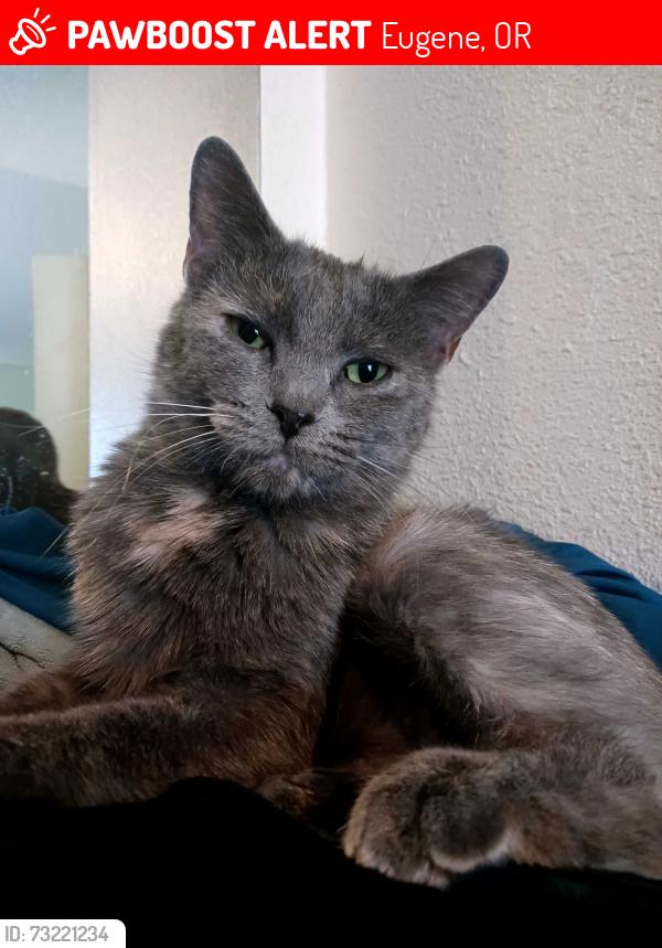 Lost Female Cat last seen N. Terry, Barger, Royal ave, Eugene, OR 97402
