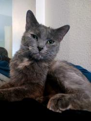 Lost Female Cat last seen N. Terry, Barger, Royal ave, Eugene, OR 97402