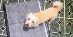 Lost Female Dog last seen Imperial ave, San Diego, CA 92102