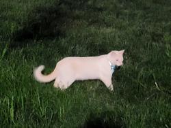 Found/Stray Unknown Cat last seen Meridian Hill Park near Euclid Street, Washington, DC 20009
