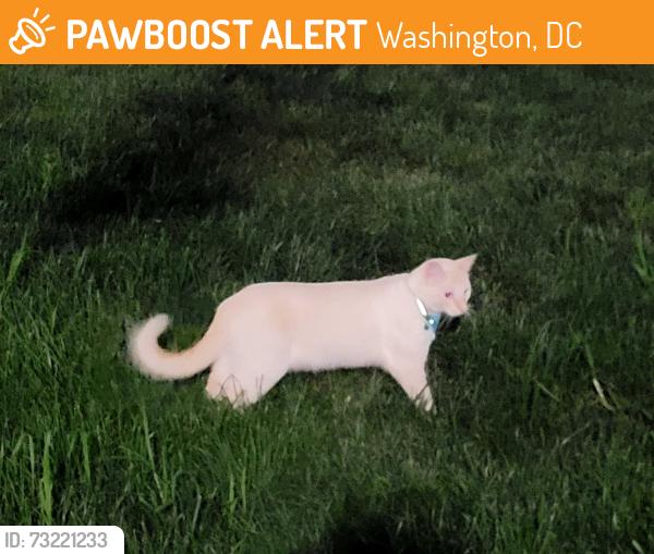 Found/Stray Unknown Cat last seen Meridian Hill Park near Euclid Street, Washington, DC 20009