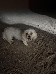 Found/Stray Female Dog last seen Unser & Black Hills, Rio Rancho, NM 87124
