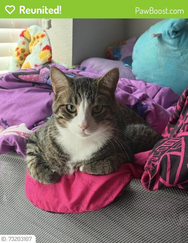 Reunited Male Cat last seen Near E Temple Pl, Aurora, CO 80015, USA, Aurora, CO 80015