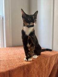 Lost Female Cat last seen Near-ish to Southern Highschool, Durham, NC 27703