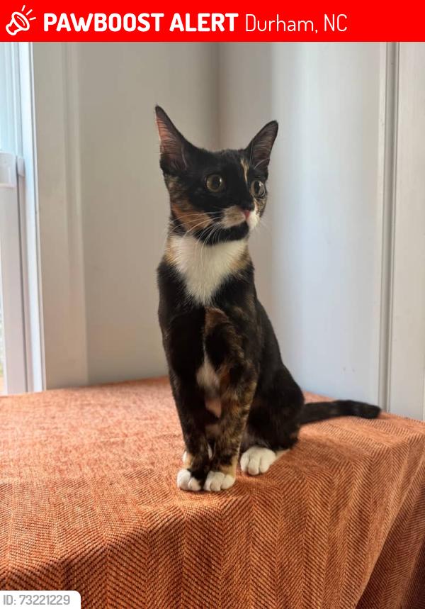 Lost Female Cat last seen Near-ish to Southern Highschool, Durham, NC 27703
