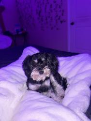 Lost Female Dog last seen Bellevue west high school, Bellevue, NE 68123