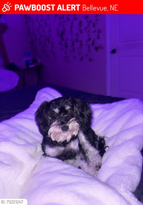 Lost Female Dog last seen Bellevue west high school, Bellevue, NE 68123