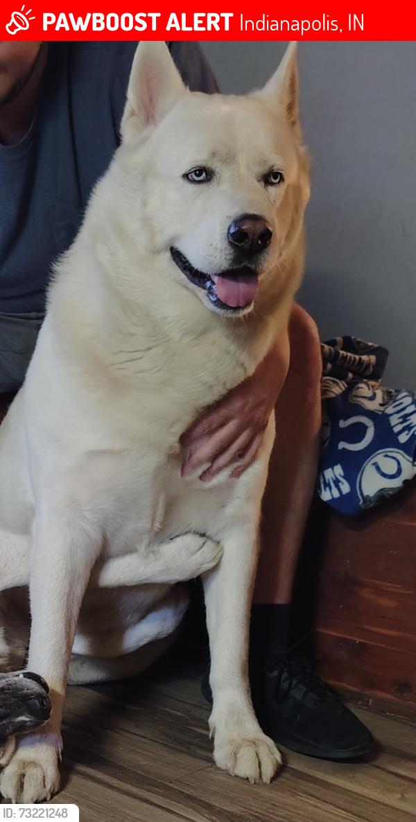 Lost Male Dog last seen East 21st and Franklin, Indianapolis, IN 46219
