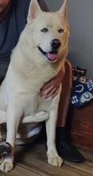 Lost Male Dog last seen East 21st and Franklin, Indianapolis, IN 46219