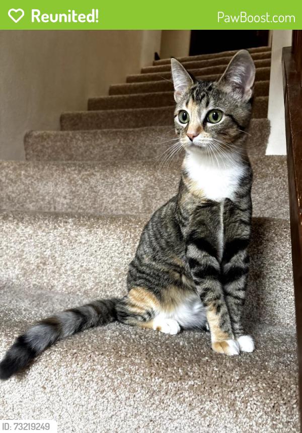 Reunited Female Cat last seen Twin orchard, Rockford, IL 61114