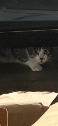 Found/Stray Unknown Cat last seen Jean rd and deemar way, Lake Oswego, OR 97035