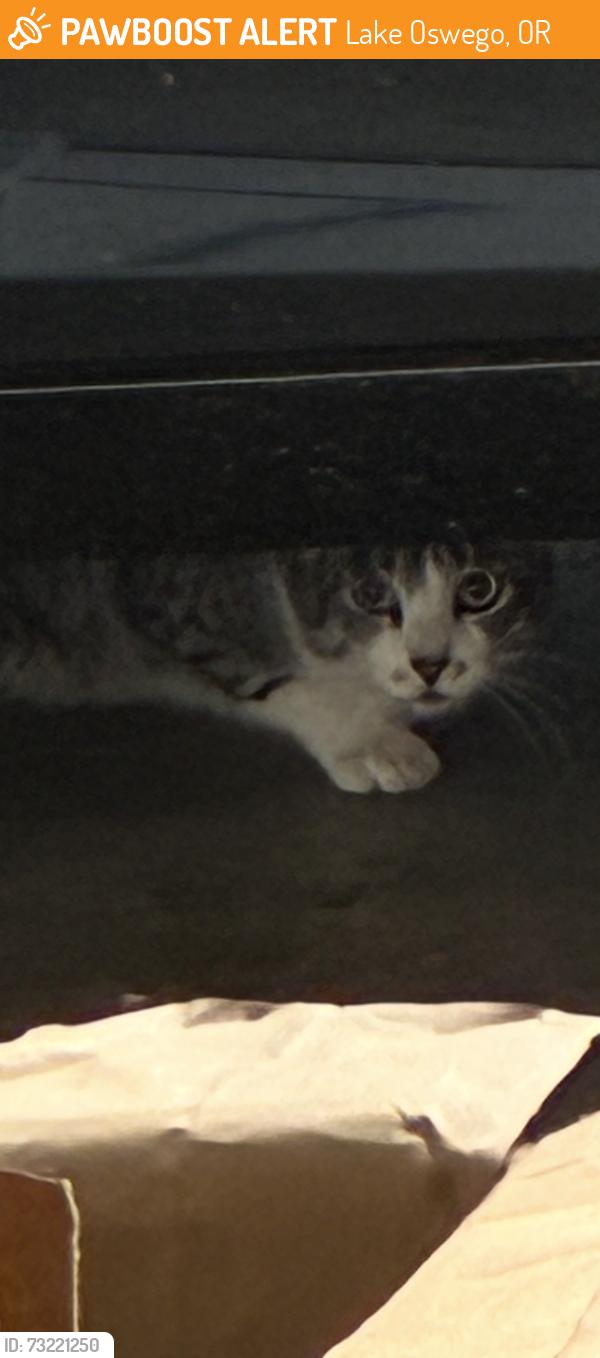 Found/Stray Unknown Cat last seen Jean rd and deemar way, Lake Oswego, OR 97035