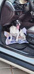 Found/Stray Male Dog last seen 51st ave and happy valley, Phoenix, AZ 85083