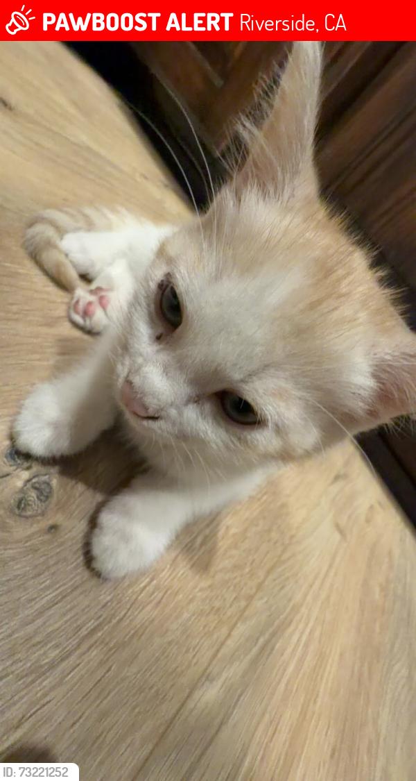 Lost Female Cat last seen Roberts rd and dauchy, Riverside, CA 92508