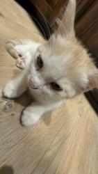Lost Female Cat last seen Roberts rd and dauchy, Riverside, CA 92508