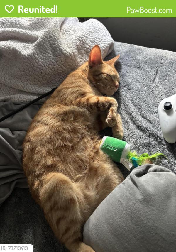 Reunited Male Cat last seen keoncrest cir., Sacramento, CA 95841