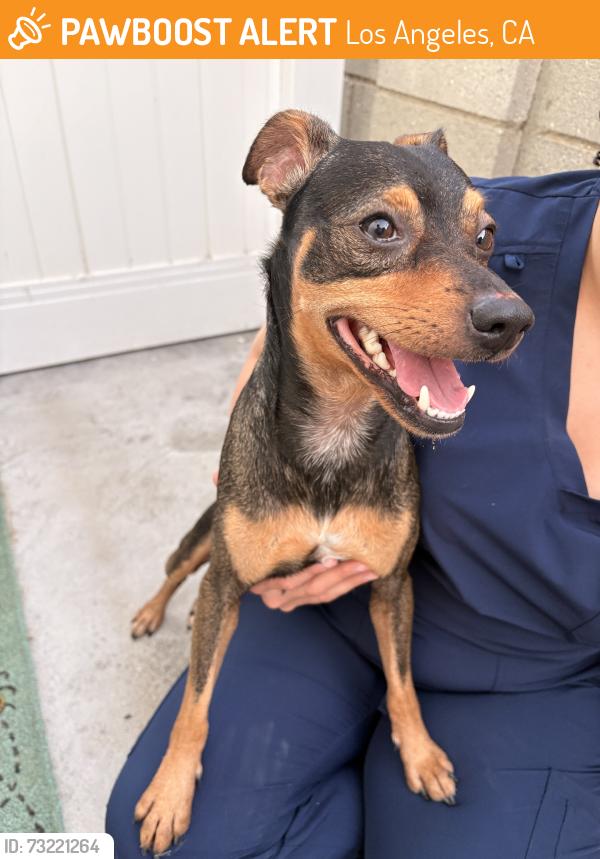 Found/Stray Male Dog last seen At the Bank of America on Franklin Ave/Hillhurst Ave, Los Angeles, CA 90027