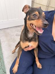 Found/Stray Male Dog last seen At the Bank of America on Franklin Ave/Hillhurst Ave, Los Angeles, CA 90027