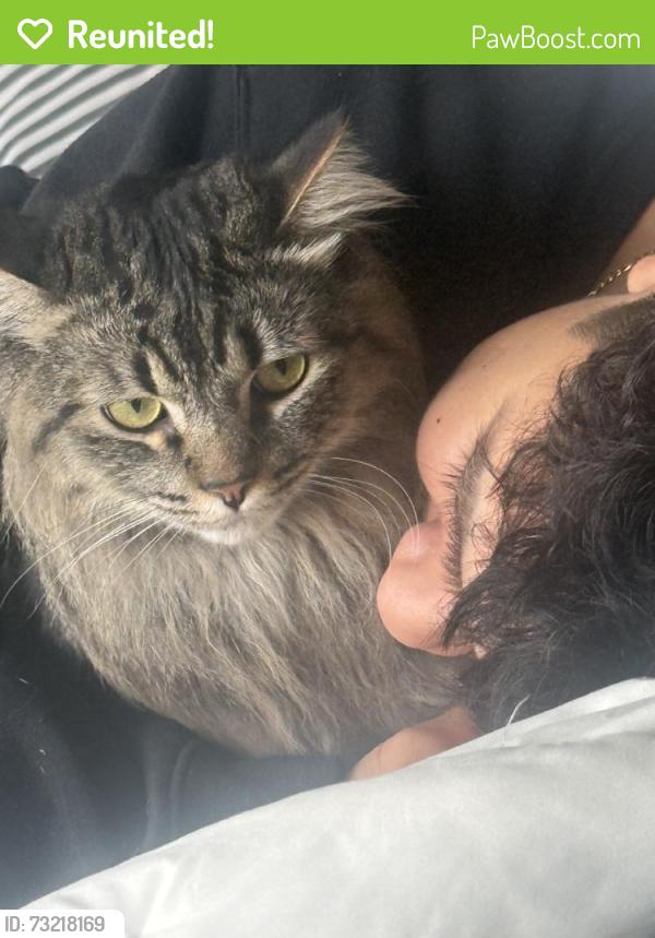 Reunited Male Cat last seen Near Madeira Way, Laguna Niguel, CA 92677, USA, Laguna Niguel, CA 92677
