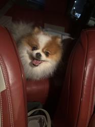 Found/Stray Unknown Dog last seen Near W Rogers St Milwaukee, Milwaukee, WI 53215