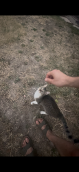 Found/Stray Male Cat last seen FedEx at 700E 3300S, South Salt Lake, UT 84106